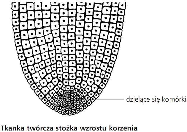 Skórka Pędu I Skórka Korzenia Należą Do Tkanek biologia.opracowania.pl