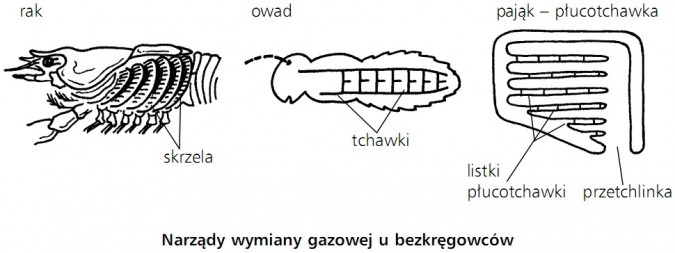 Narząd Wymiany Gazowej U Ryb Sposoby wymiany gazowej przez organizmy, Budowa zwierząt a proces