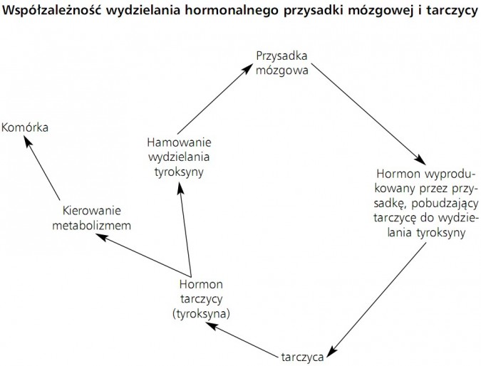Budowa I Funkcjonowanie Układu Hormonalnego Regulacja nerwowo-hormonalna, Regulacja hormonalna